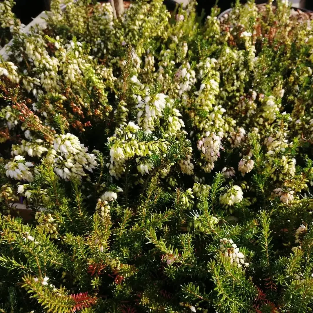 Árboles y arbustos frutales