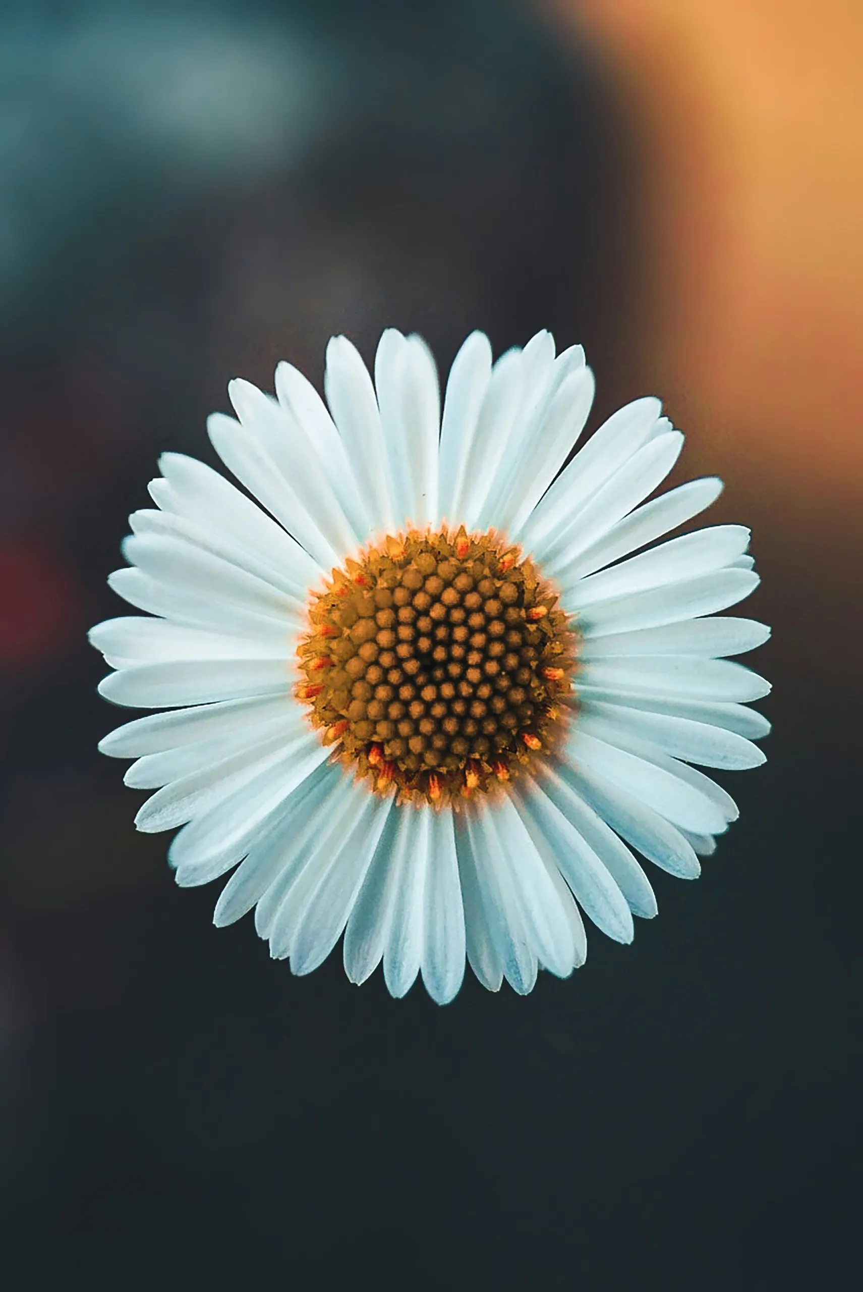 Margarita blanca