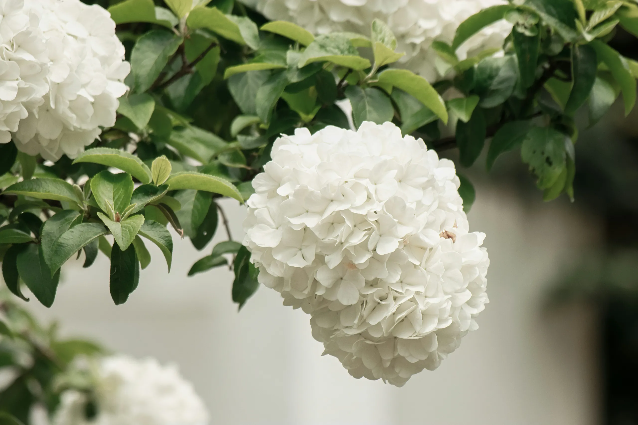 Flores blancas de hortensia en el jardín